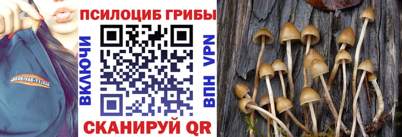 kraken как зайти  Кедровый  Галлюциногенные грибы ЛСД  сколько стоит 
